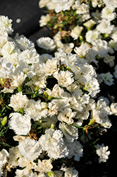 Constant Promise White Pinks (Dianthus 'Constant Promise White') at Lakeshore Garden Centres