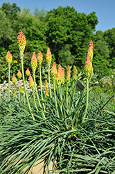 Fire Dance Torchlily (Kniphofia hirsuta 'Fire Dance') at Lakeshore Garden Centres