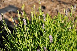 Layla Purple Lavender (Lavandula angustifolia 'Layla Purple') at Stonegate Gardens