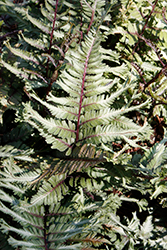 Crested Surf Japanese Painted Fern (Athyrium niponicum 'Crested Surf') at Lakeshore Garden Centres