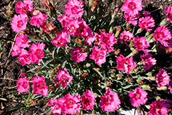Paint The Town Fancy Pinks (Dianthus 'Paint The Town Fancy') at Stonegate Gardens