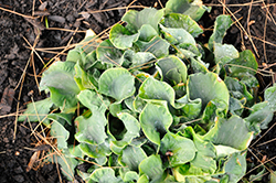 Church Mouse Hosta (Hosta 'Church Mouse') at Lakeshore Garden Centres