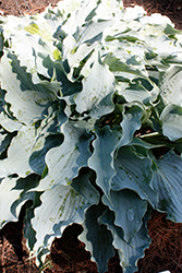 Dancing With Dragons Hosta (Hosta 'Dancing With Dragons') at Stonegate Gardens