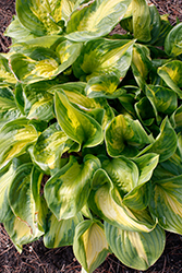 Shadowland Etched Glass Hosta (Hosta 'Etched Glass') at Stonegate Gardens
