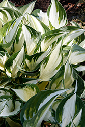 Fire and Ice Hosta (Hosta 'Fire and Ice') at The Mustard Seed