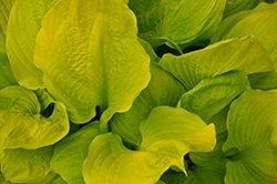 Seasons in the Sun Hosta (Hosta 'Seasons In The Sun') at Lakeshore Garden Centres