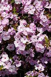 Opening Act Blush Phlox (Phlox 'Opening Act Blush') at Stonegate Gardens