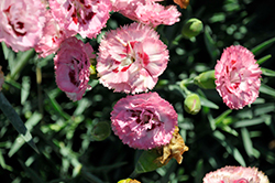 Pretty Poppers Appleblossom Burst Pinks (Dianthus 'Appleblossom Burst') at Stonegate Gardens