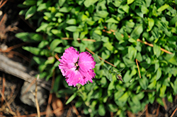Pinky Promise Pinks (Dianthus 'Pinky Promise') at A Very Successful Garden Center