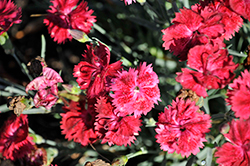 Single Ladies Red Rouge Pinks (Dianthus 'Red Rouge') at Lakeshore Garden Centres