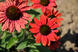 Color Coded Frankly Scarlet Coneflower (Echinacea 'Frankly Scarlet') at Stonegate Gardens