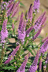 Purple Leia Speedwell (Veronica 'Purple Leia') at Lakeshore Garden Centres
