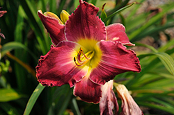 Blood Sweat And Tears Daylily (Hemerocallis 'Blood Sweat And Tears') at Lakeshore Garden Centres