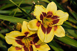 Star Of The North Daylily (Hemerocallis 'Star Of The North') at Stonegate Gardens