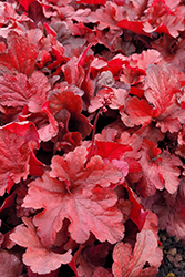 Forever Red Coral Bells (Heuchera 'Forever Red') at Lakeshore Garden Centres