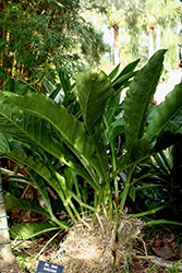 Birds Nest Anthurium (Anthurium superbum) at Stonegate Gardens