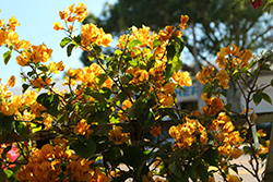 Golden Glow Bougainvillea (Bougainvillea 'Golden Glow') at Stonegate Gardens