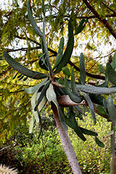 Road Kill Cactus (Consolea rubescens) at Stonegate Gardens