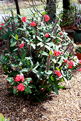 Crown Of Thorns (Euphorbia milii) at Stonegate Gardens