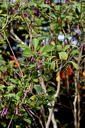 Purple Tube Flower (Iochroma cyaneum) at Lakeshore Garden Centres