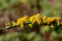Wand Goldenrod (Solidago stricta) at Stonegate Gardens