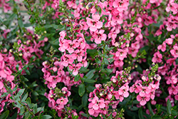 Serafina Rose Angelonia (Angelonia 'Serafina Rose') at Stonegate Gardens