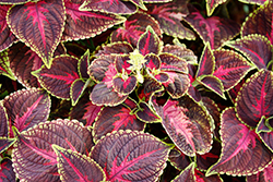 Main Street Orchard Road Coleus (Solenostemon scutellarioides 'Orchard Road') at Lakeshore Garden Centres