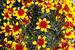 Corleone Red and Yellow Tickseed (Coreopsis verticillata 'Corleone Red and Yellow') at Stonegate Gardens