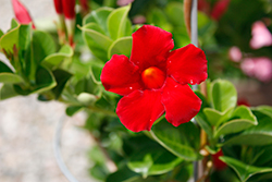 Sun Parasol Mitebuster Red Mandevilla (Mandevilla 'Sun Parasol Mitebuster Red') at Lakeshore Garden Centres