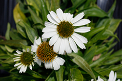 SunMagic Vintage White Coneflower (Echinacea 'SunMagic Vintage White') at Lakeshore Garden Centres