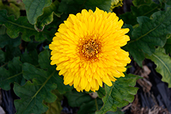 Patio Glorious Yellow Gerbera Daisy (Gerbera 'Patio Glorious Yellow') at Stonegate Gardens