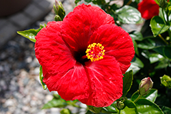 Hollywood Hibiscus Hot Shot Tropical Hibiscus (Hibiscus rosa-sinensis '14-0704-02') at Lakeshore Garden Centres