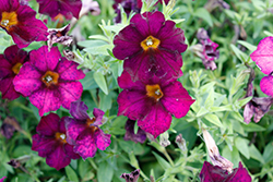 Crazytunia Golden Eye Purple Petunia (Petunia 'Crazytunia Golden Eye Purple') at Lakeshore Garden Centres