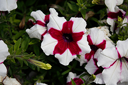 Crazytunia Iced Berry Petunia (Petunia 'Wespecraicbe') at Lakeshore Garden Centres