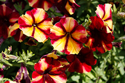 Crazytunia Tiki Torch Petunia (Petunia 'Wespecratito') at Lakeshore Garden Centres