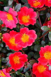 ColorBlast Grenadine Portulaca (Portulaca 'ColorBlast Grenadine') at Lakeshore Garden Centres