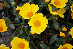 ColorBlast Limon Portulaca (Portulaca 'ColorBlast Limon') at Lakeshore Garden Centres