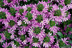 Surdiva Lilac Mist Fan Flower (Scaevola aemula 'Surdiva Lilac Mist') at Lakeshore Garden Centres