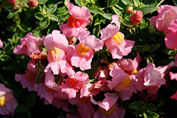 Candy Showers Pink Snapdragon (Antirrhinum majus 'Candy Showers Pink') at Stonegate Gardens