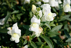 Candy Showers White Snapdragon (Antirrhinum majus 'Candy Showers White') at Stonegate Gardens