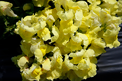 Snapshot Yellow Snapdragon (Antirrhinum majus 'PAS409666') at Stonegate Gardens