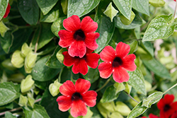 Sunny Susy Cherry Black-Eyed Susan (Thunbergia alata 'Sunny Susy Cherry') at Lakeshore Garden Centres