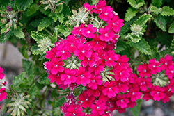 Vanessa Compact Bordeaux Verbena (Verbena 'Vanessa Compact Bordeaux') at Lakeshore Garden Centres