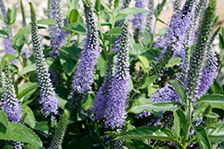 Seaside Speedwell (Veronica 'Seaside') at Lakeshore Garden Centres