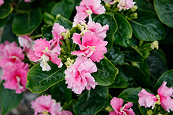Soiree Flamenco Cheeky Pink Vinca (Catharanthus roseus 'Soiree Flamenco Cheeky Pink') at Lakeshore Garden Centres