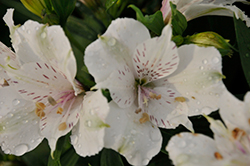Inticancha Magic White Alstroemeria (Alstroemeria 'Inticancha Magic White') at Lakeshore Garden Centres
