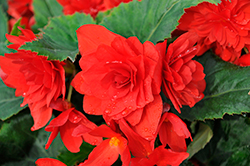 Nonstop Joy Red Begonia (Begonia 'Nonstop Joy Red') at Stonegate Gardens