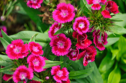 Barbarini Purple Sweet William (Dianthus barbatus 'Barbarini Purple') at Lakeshore Garden Centres