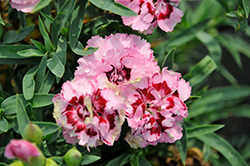 Constant Beauty Crush Pink Pinks (Dianthus 'Constant Beauty Crush Pink') at Lakeshore Garden Centres