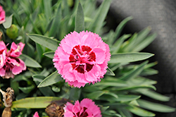 Constant Beauty Crush Watermelon Pinks (Dianthus 'Constant Beauty Crush Watermelon') at Lakeshore Garden Centres